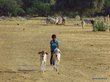 Berger - Désert du Thar - Inde